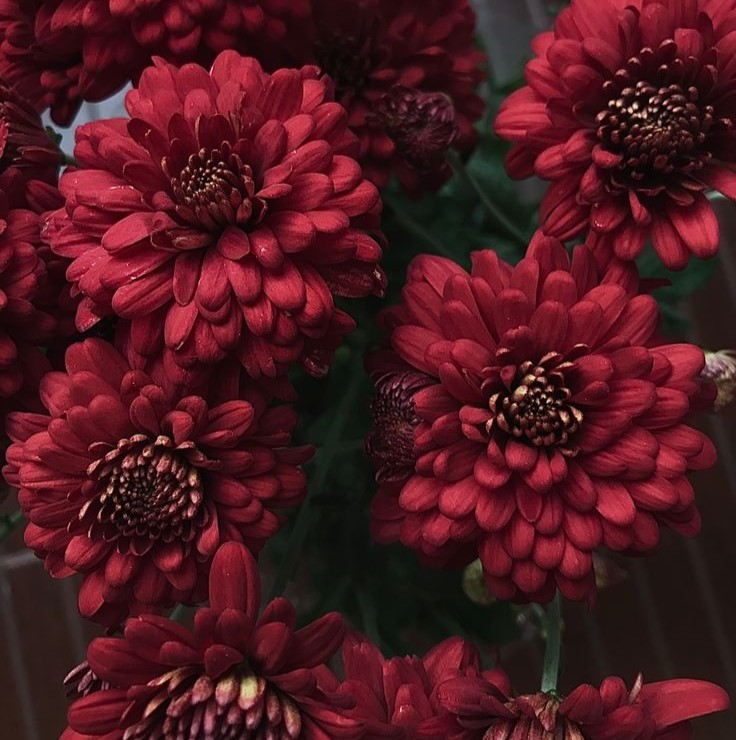 bunga anyelir merah