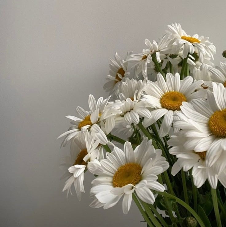 bunga daisy