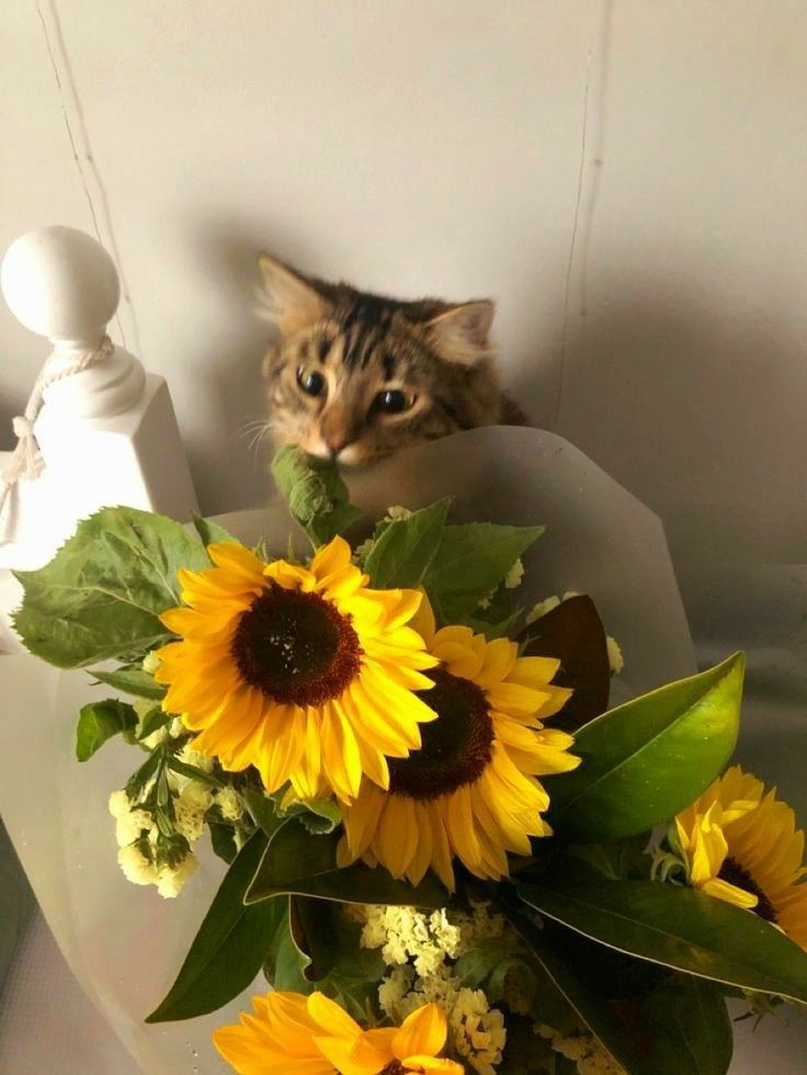 bunga matahari dan kucing gemas