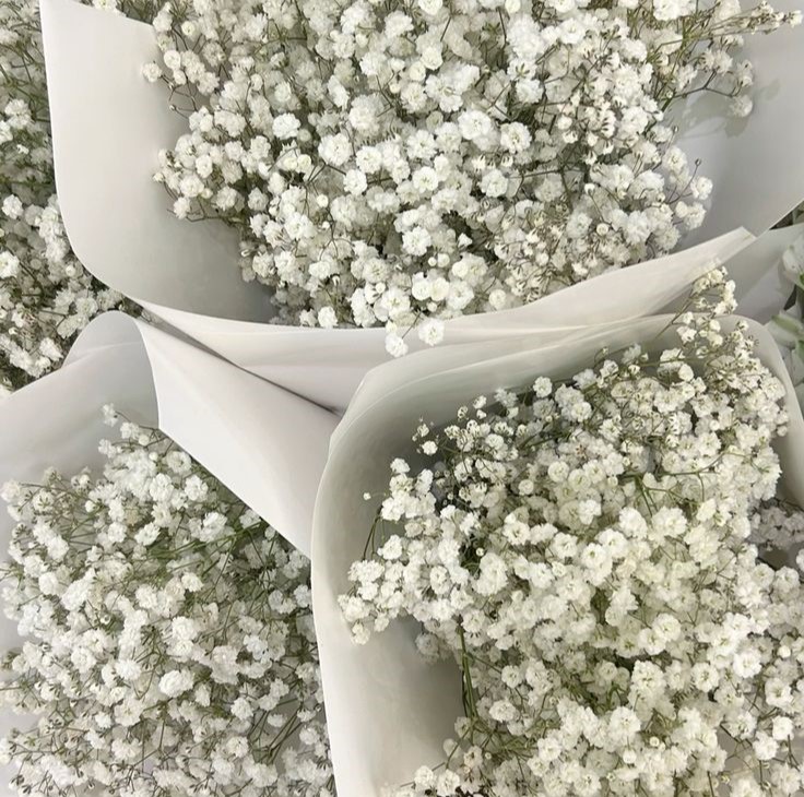 babys breath flower