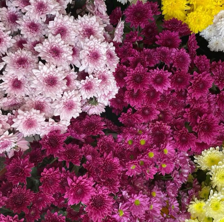 bunga aster yang mirip bintang kecil dalam buket