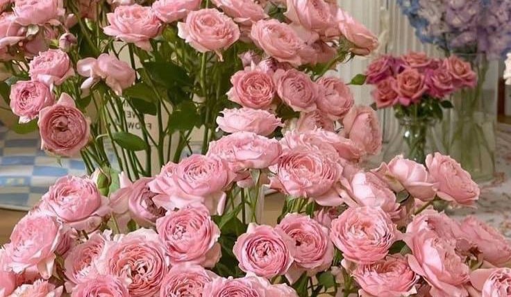bunga mawar pink
