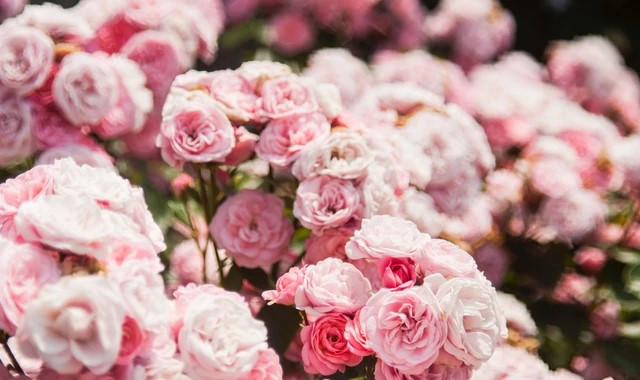 mawar pink